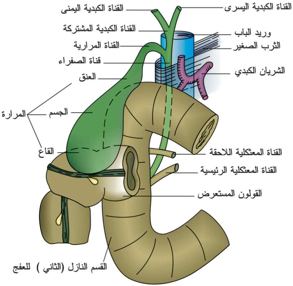الطرق الصفراوية والمرارة. لاحظ التجاور بين المرارة والقولون المستعرض والعفج