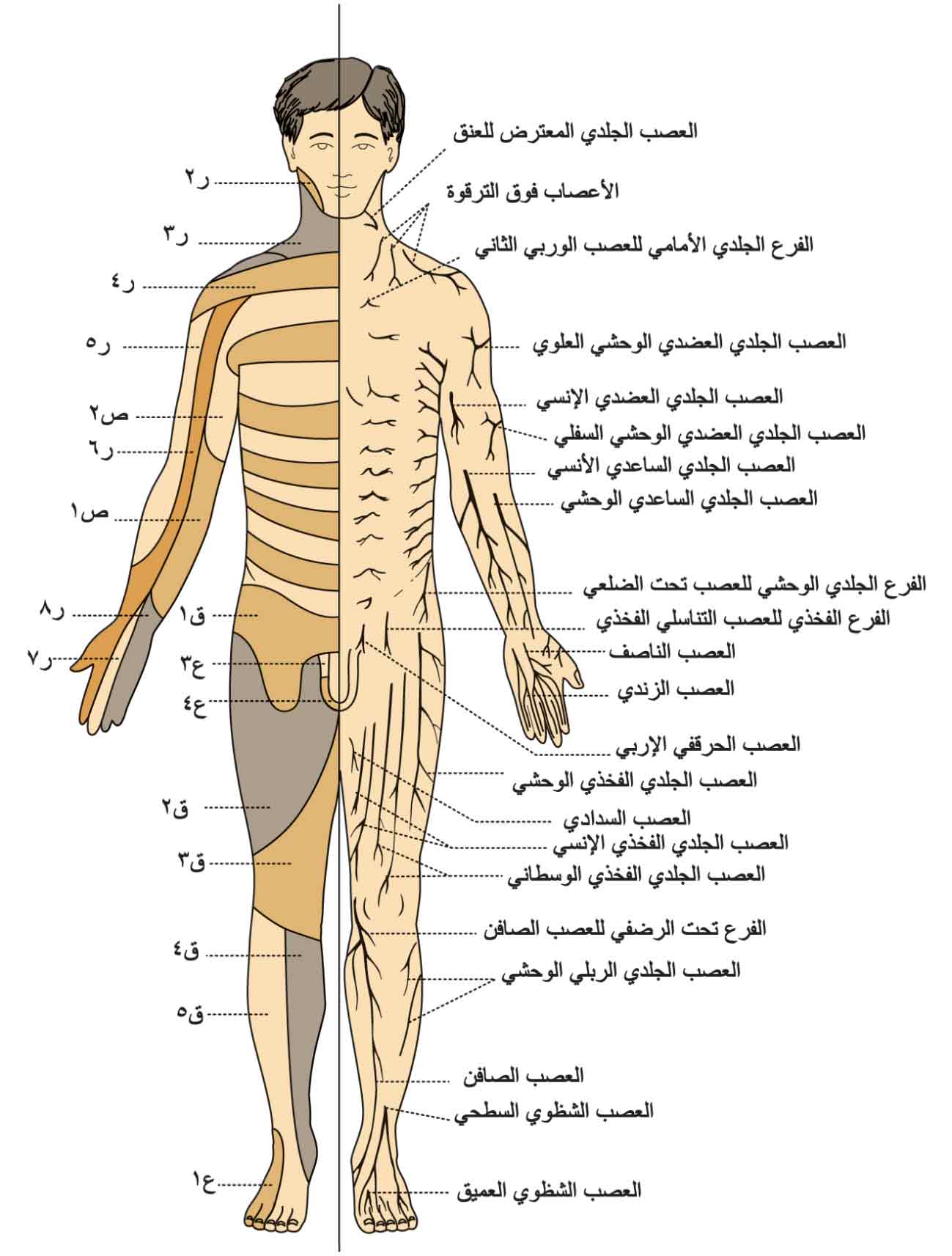 منظر أمامي للجسم يُظهر توزع الأعصاب الجلدية في الجانب الأيسر، والقطاعات الجلدية في الجانب الأيمن