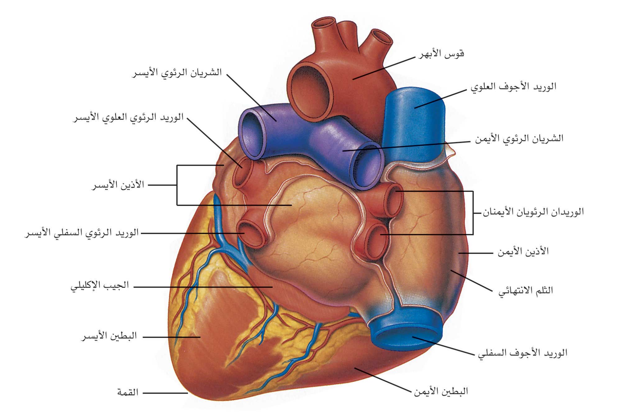 الوجه الأمامي للقلب