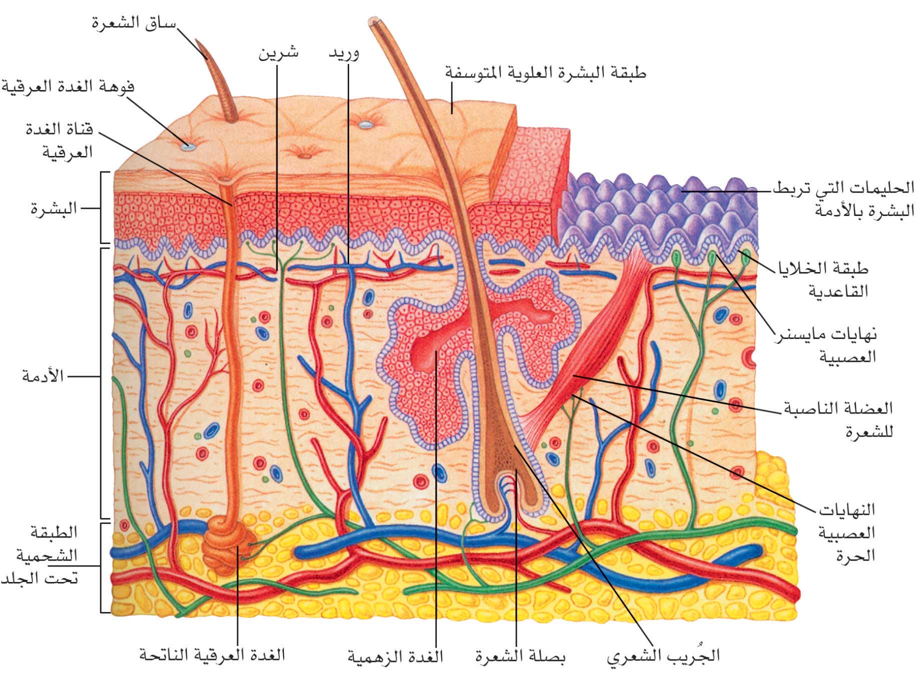 بنية الجلد العامة