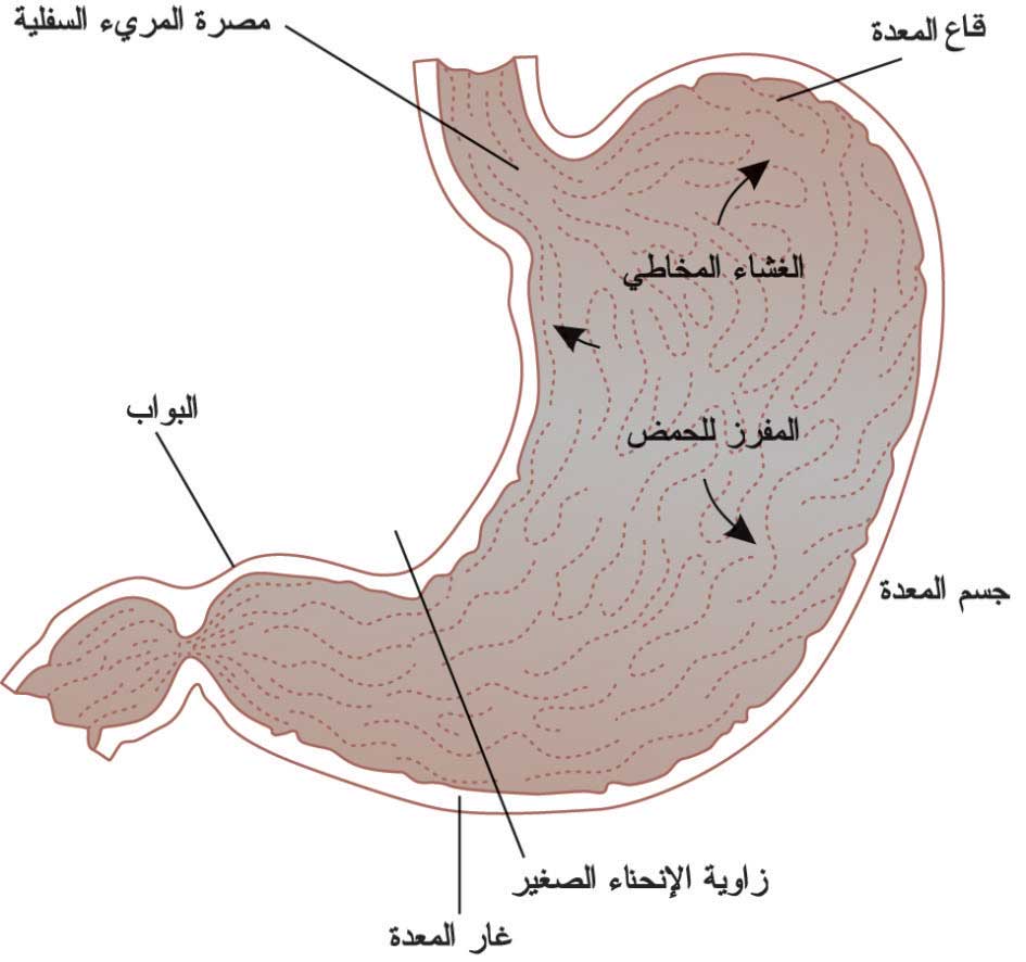 المناطق المختلفة من المعدة