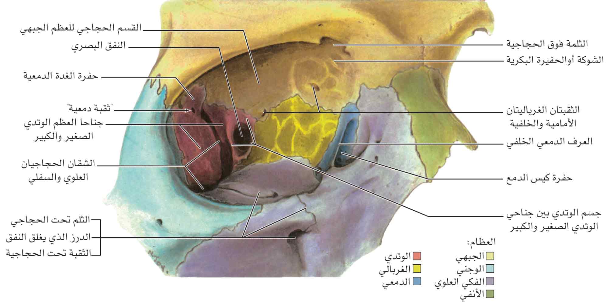 منظر أمامي وحشي