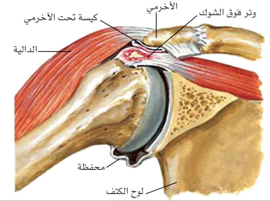 الوصف: D:\المجلد 15\صور\صور\626\7.jpg