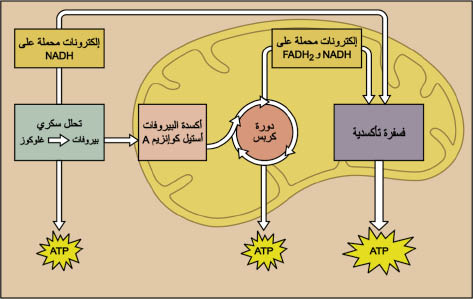 الوصف: D:\d\المجلد الثاني للتقانة اخراج\بوك 2 تقانة\213\35-1_opt.jpeg