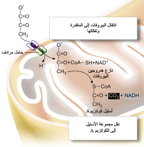 الوصف: D:\d\المجلد الثاني للتقانة اخراج\بوك 2 تقانة\213\35-3_opt.jpeg