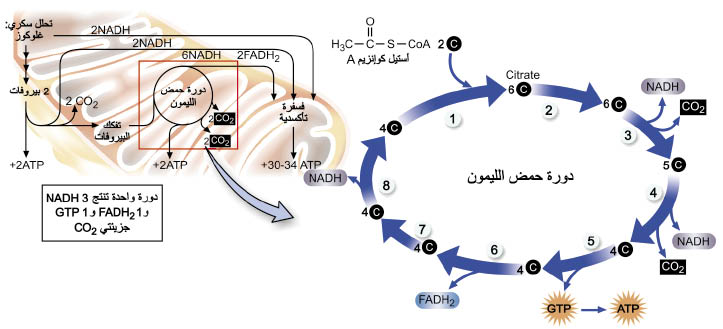 الوصف: D:\d\المجلد الثاني للتقانة اخراج\بوك 2 تقانة\213\35-4_opt.jpeg