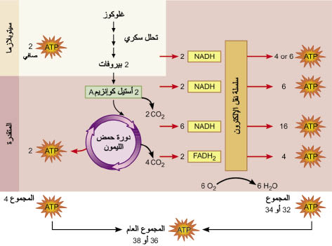 الوصف: D:\d\المجلد الثاني للتقانة اخراج\بوك 2 تقانة\213\35-6_opt.jpeg