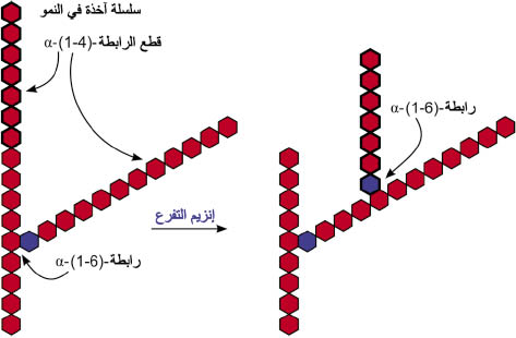 الوصف: D:\d\المجلد الثاني للتقانة اخراج\بوك 2 تقانة\213\35-8_opt.jpeg