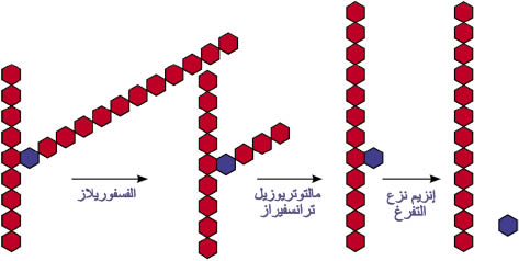 الوصف: D:\d\المجلد الثاني للتقانة اخراج\بوك 2 تقانة\213\35-9_opt.jpeg