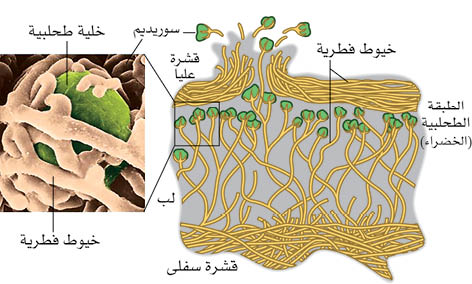 الوصف: D:\d\المجلد الثاني للتقانة اخراج\بوك 2 تقانة\400\79-8.jpg