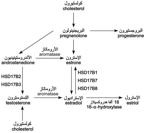 الوصف: 16-5.psd