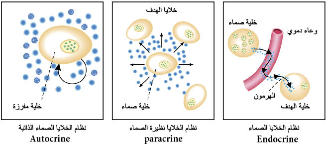 الوصف: الوصف: 31-1.psd