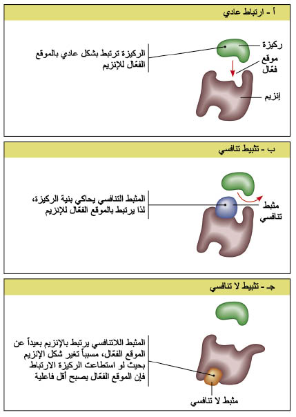 الوصف: الوصف: 32-3.psd