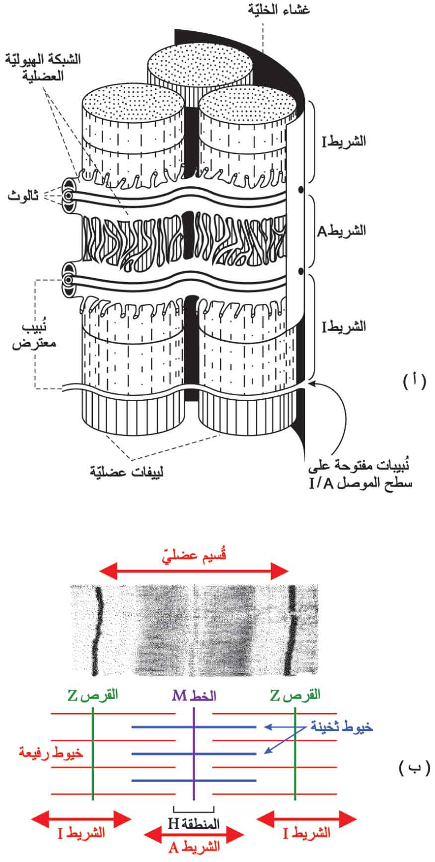 (أ) البنية التشريحية لليف عضلي myofiber واحد. (ب) البنية التشريحية للُييف واحد myofibril من الليف العضلي