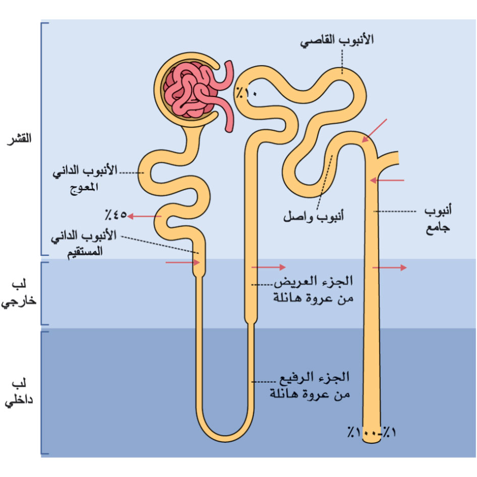 الوصف: D:\d\طبية\المجلد التاسع للأخراج\صور\414\1.jpg