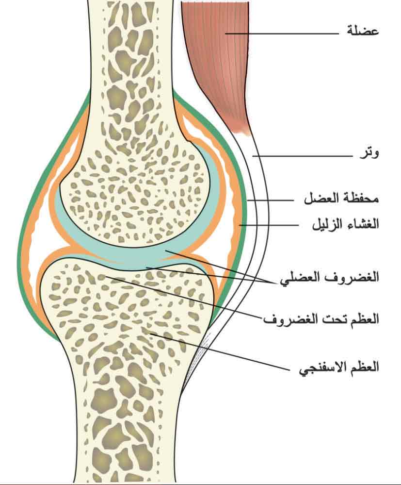 الوصف: الوصف: D:\المجلد 15\صور\صور\618\1.jpg