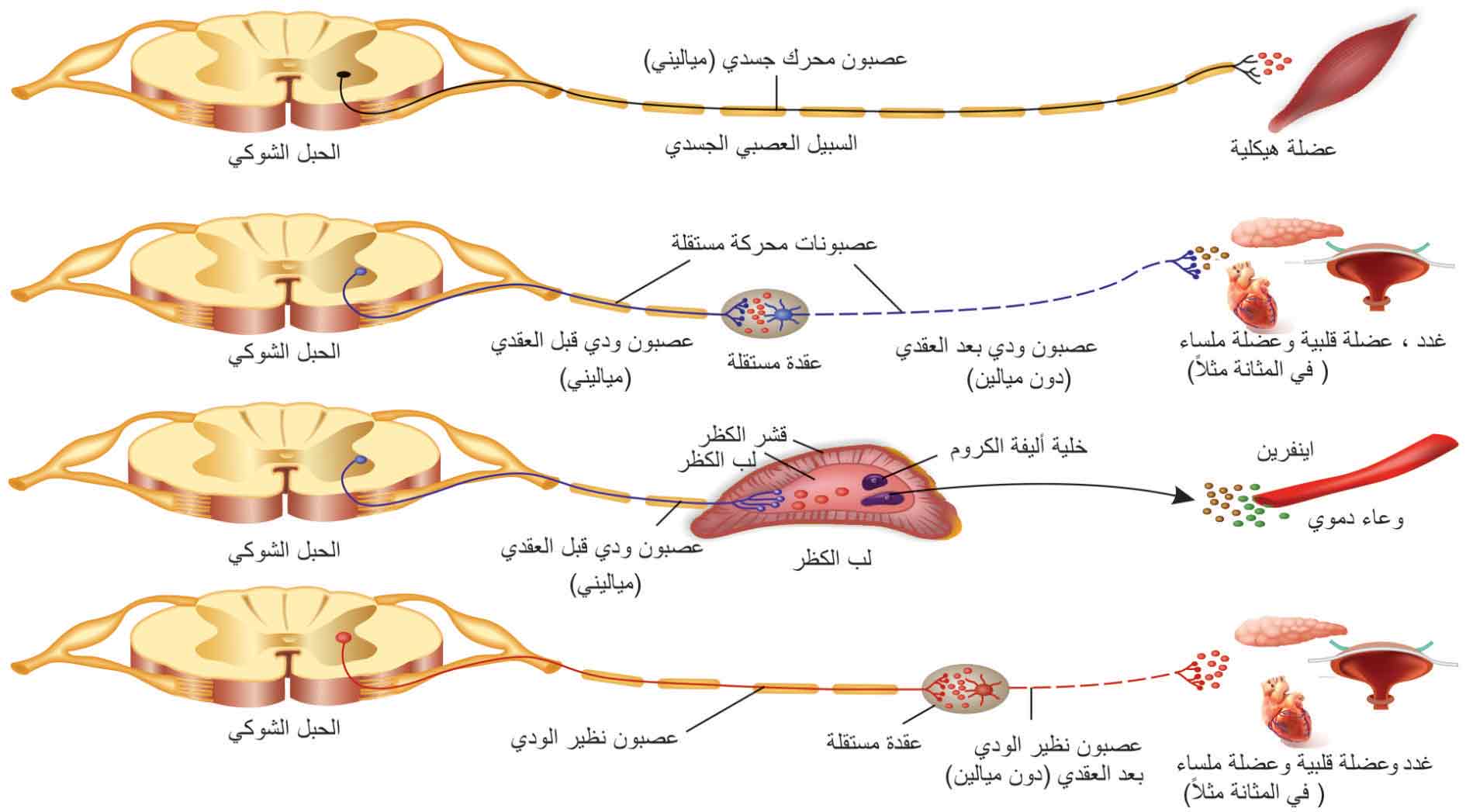 الوصف: D:\المجلد 15\صور\صور\624\1.jpg