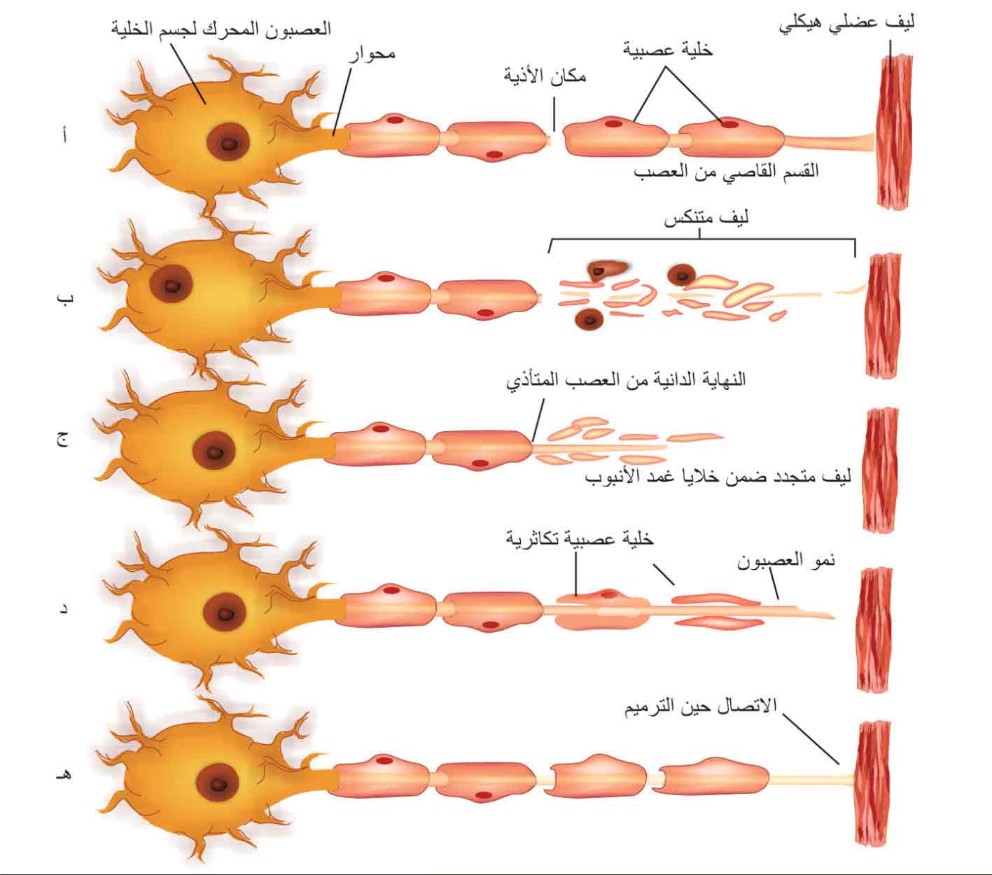 الوصف: D:\المجلد 15\صور\صور\624\4.jpg