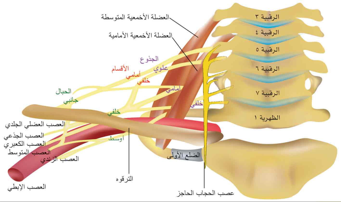 الوصف: D:\المجلد 15\صور\صور\624\6.jpg