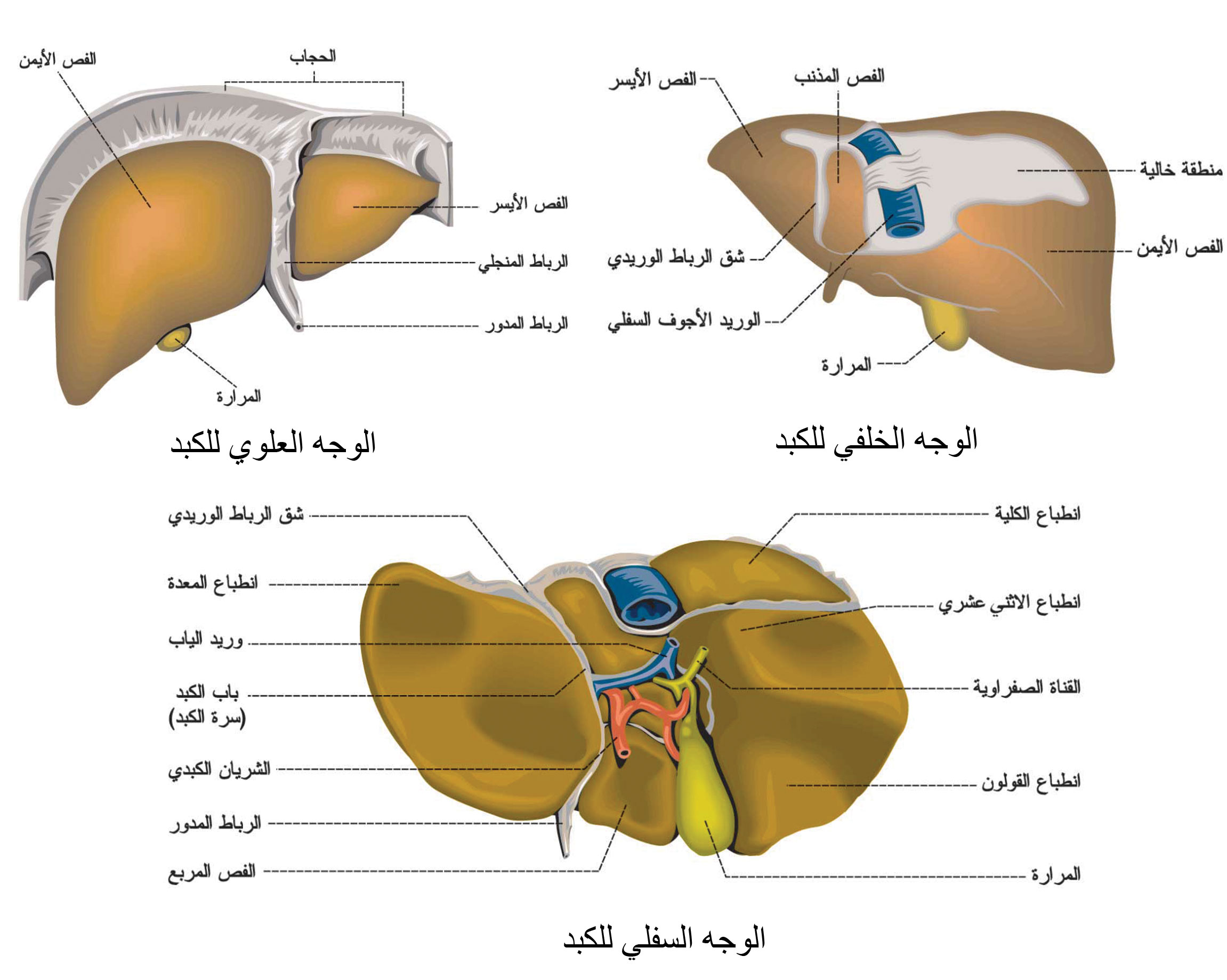 الوجه العلوي والسفلي والخلفي  للكبد