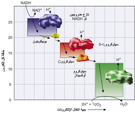 الوصف: D:\d\المجلد الثاني للتقانة اخراج\بوك 2 تقانة\213\35-5_opt.jpeg