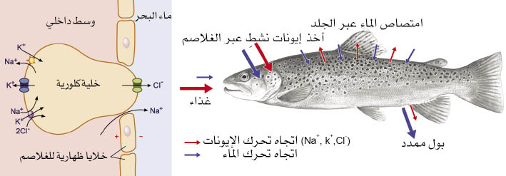 الوصف: الوصف: 10-2.psd