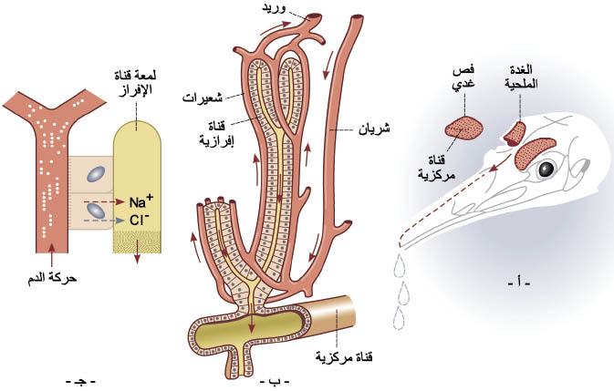 الوصف: الوصف: 10-4.psd