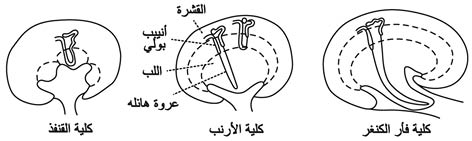 الوصف: الوصف: 10-5.psd