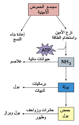 الوصف: الوصف: الوصف: الوصف: الوصف: الوصف: D:\d\المجلد الثاني للتقانة اخراج\بوك 2 تقانة\42\33-1_opt.jpeg