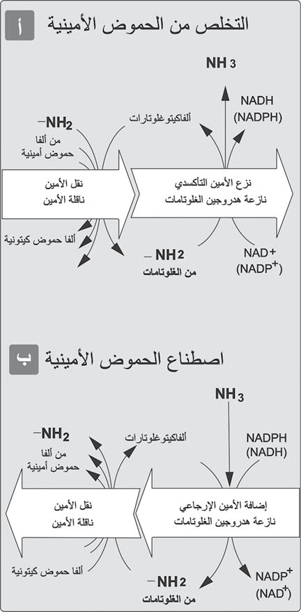 الوصف: الوصف: الوصف: الوصف: الوصف: الوصف: D:\d\المجلد الثاني للتقانة اخراج\بوك 2 تقانة\42\33-2_fmt.jpeg