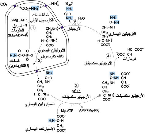 الوصف: الوصف: الوصف: الوصف: الوصف: الوصف: D:\d\المجلد الثاني للتقانة اخراج\بوك 2 تقانة\42\33-3_opt.jpeg