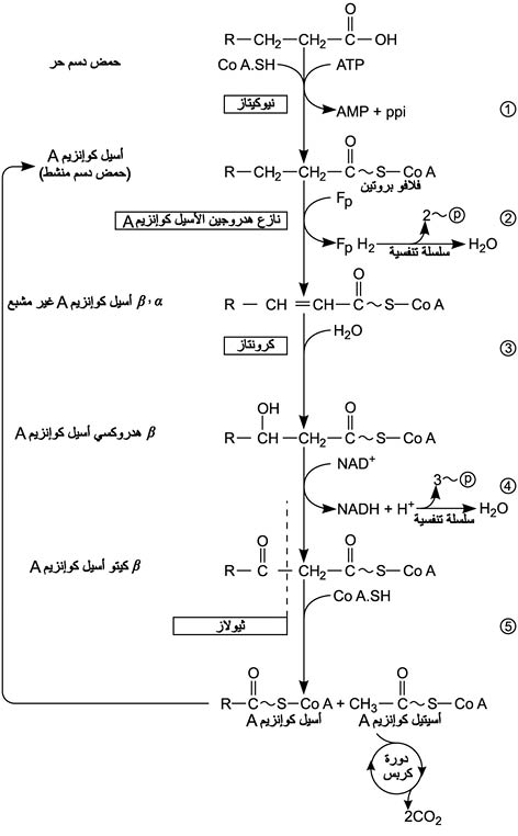 الوصف: D:\d\المجلد الثاني للتقانة اخراج\بوك 2 تقانة\43\34-3_fmt.jpeg