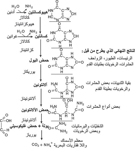 الوصف: 4-13.psd