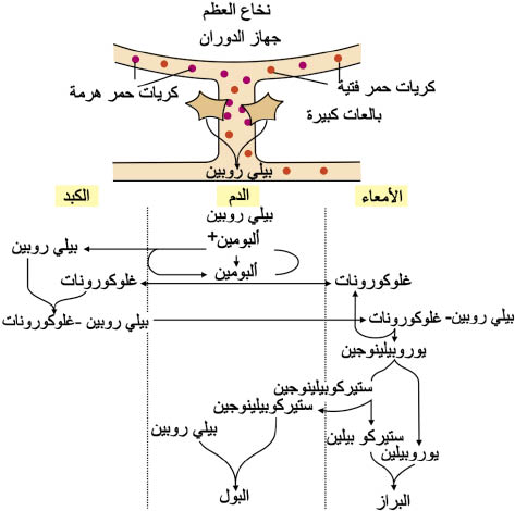 الوصف: 4-14.psd