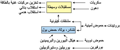 الوصف: 4-2.psd