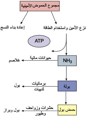 الوصف: 4-3.psd