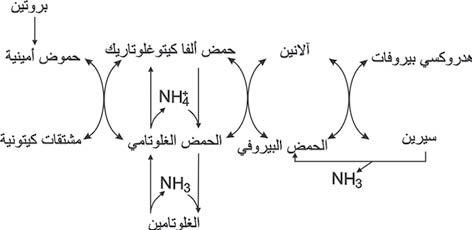 الوصف: 4-4.psd