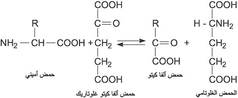 الوصف: 4-5.psd