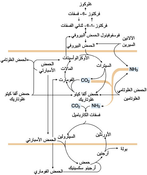 الوصف: 4-6.psd