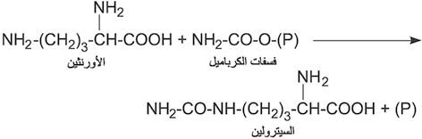 الوصف: 4-7.psd