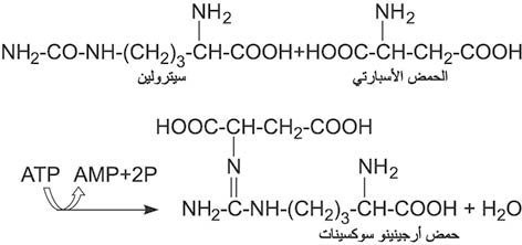 الوصف: 4-8.psd