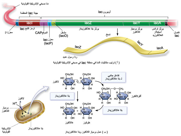 الوصف: D:\d\المجلد الثاني للتقانة اخراج\بوك 2 تقانة\542\32-11.jpg